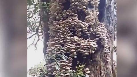 树上长满800多斤树菌