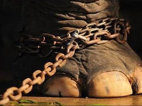 惨！老挝大象受奴役遭斧凿虐待