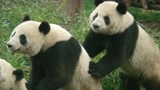 《晚安 朋友圈》大熊猫为撩妹大打出手