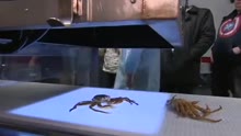 加拿大研发自动化剥螃蟹机器