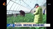 邢台南和:草莓节来啦游客采摘乐翻天资讯高清正版视频在线观看–爱奇艺