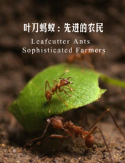 叶刀蚂蚁：先进的农民