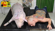 【猛料精选】艺术家靠给猪纹身年入千万 脑洞真是够大