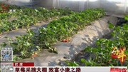 草莓采摘大棚 致富小康之路资讯高清正版视频在线观看–爱奇艺