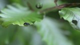 高速摄影机记录一滴水对树叶上的小虫子的影响 水对动物是生命