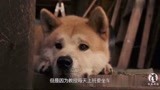 《忠犬八公的故事》改编日本真实的故事，八公等了主人九年