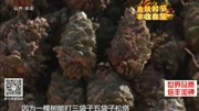 金秋时节丰收在望——＂硕果＂迎丰收金秋欢乐多资讯高清正版视频在线观看–爱奇艺