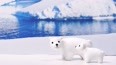 超可爱的北极熊母子来了