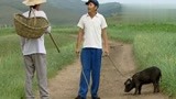 暖春：邻居哄儿子气香草，铁蛋爹嚣张大街溜猪