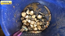 《小倪赶海捉海鲜寻宝视频》第2019-01-29期小倪赶海:沙滩挖蛏子文蛤