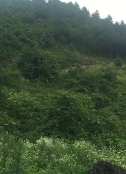 风水大师:这里是寺庙风水宝地王君植在贵州寻龙点穴仰