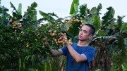 黄皮排骨汤,潮州人夏季爱喝的养生汤谱,消食开胃还能祛痰生活完整版视频在线观看爱奇艺