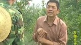 姑娘还没嫁人，父亲竟然就要去挖女婿的树？