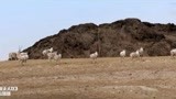 藏北秘岭 重返无人区：无人区的大牦牛简直太厉害了，直接追着车
