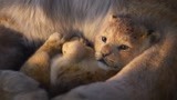 狮子王：辛巴刚一出生就备受万众瞩目，呆萌的样子好像小猫咪