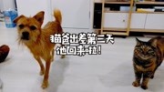 男主人出差回家,七猫一狗谁最想他?片尾猫咪打呼噜彩蛋不要错过生活完整版视频在线观看爱奇艺