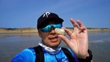 新西兰北地海滩捡蛤蜊，秘诀竟然是扭动你的屁股