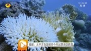 提醒:太平洋岛国帕劳今年起禁用防晒霜资讯搜索最新资讯爱奇艺