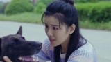 战狼犬：李旭帆为了留下狼犬，拿出全部工资 ，下一幕惹人心酸！