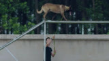 战狼犬：微笑和小龙互相看不惯，一见面就掐架，狗狗也有感情！