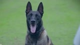 战狼犬：迫于无奈，李旭帆必须送走狼犬，忍痛把它交给武鹏！