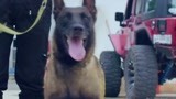 战狼犬：李旭帆养不过来微笑，送到训练基地，微笑有的玩了！