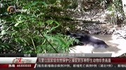 乌蒙山国家级自然保护区捕捉到多种野生动物珍贵画面资讯搜索最新资讯爱奇艺