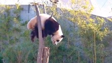 动物园恢复营业，大熊猫表演的可卖力了，网友：很敬业！