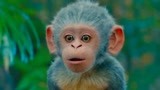 爱探险的朵拉：猴子救下朵拉和小伙伴，竟然还对朵拉说了人话！