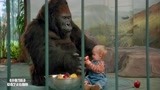 小鬼当街：9个月小婴儿把黑猩猩当妈妈，三个人贩子无从下手！