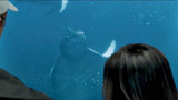 巨齿鲨：鲸鱼发出求救声，人们却无动于衷，这下惨了