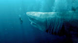 巨齿鲨：海洋中数一数二的掠食者，巨齿鲨到底有多可怕？