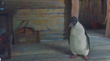 南极之恋：男子以为怪物上门，不料是企鹅来陪他们，真可爱