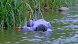 猛鬼食人胎：张锦程河边私会，却钓上一具女人尸体，不敢钓鱼了！