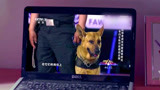 战狼犬：狗狗电视上看到警犬，眼中充满激情，也是曾经的自己！