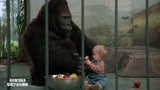 小鬼当街：黑猩猩当保镖，保护9个月婴儿，人贩子无从下手！