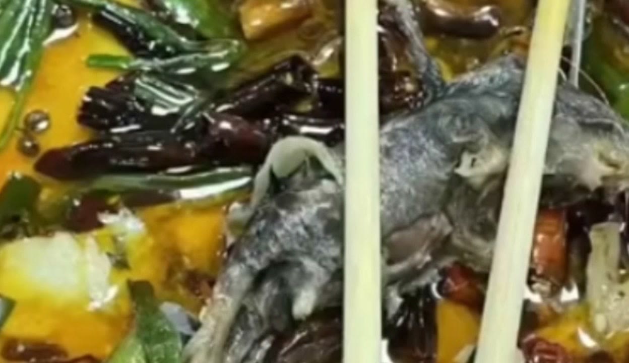 用户@59478e42】水煮鱼外卖中吃出死老鼠？老板：是我做的就是屎我也愿意吃_粉丝数86615_作品数34768-资讯视频-免费在线观看-爱奇艺