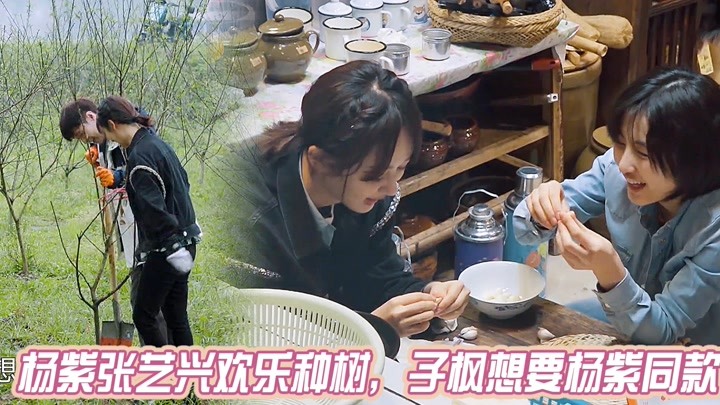 杨紫张艺兴一起种树,张子枫想要杨紫同款大圆床,互相足浴好欢乐
