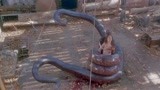 狂蟒之灾：老汉用活人当诱饵，引来大蟒蛇，结果自己到了大霉