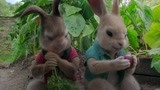 《比得兔》小兔子们一进菜园子，瞬间暴露吃货本性，疯狂啃萝卜
