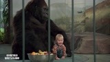 小鬼当街：萌娃躲进动物园，让猩猩给自己当保镖，坏蛋们吓坏了！