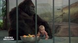 小鬼当街：笨贼想将宝宝从猩猩身边偷走，猩猩将他拍飞