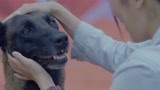 《战狼犬》微笑参加犬王争霸赛 表现精彩一举夺魁