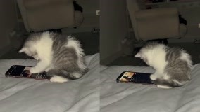 猫咪坐床上玩手机！视频不感兴趣还会划走，网友：快点送它去上学