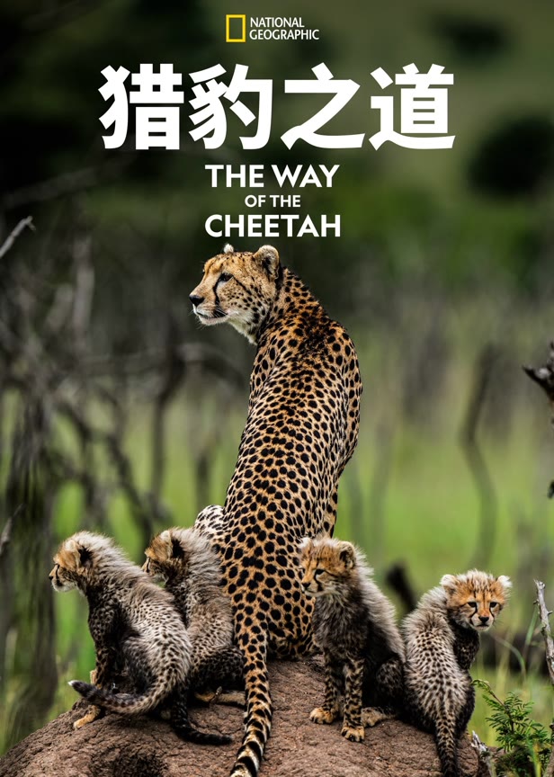 猎豹之道