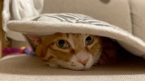 又被可爱到了，藏到坐垫下面躲猫猫