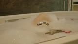 人蛇大战：美女在沐浴，蛇出现在浴缸，要被吓晕了