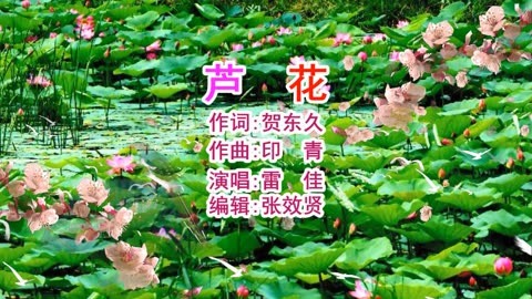 雷佳演唱的《芦花》旋律优美，深情好听