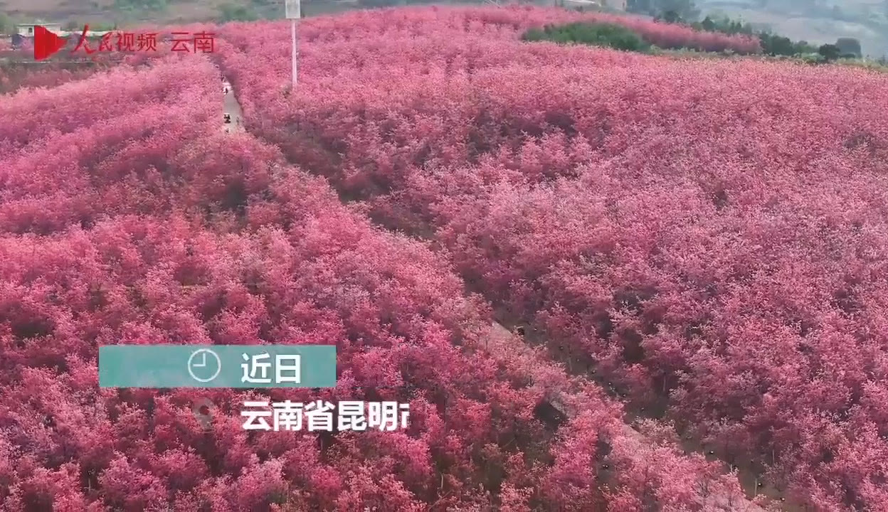  春暖花开 杏吧等你.com 明星合成 人民网官方发布】春色满屏！云南宜良千亩樱花盛开灿若云霞-超过27万粉丝1万作品在等你_资讯视频-免费在线观看-爱奇艺