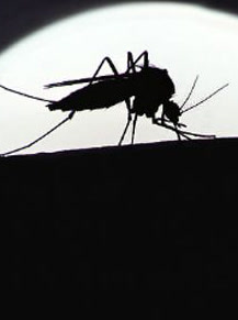 蚊虫叮咬会不会传染HIV